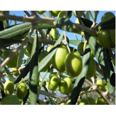 Coratina Extra Virgin Olive Oil - Northern Hemisphere (Italy) ***JUST ARRIVED***